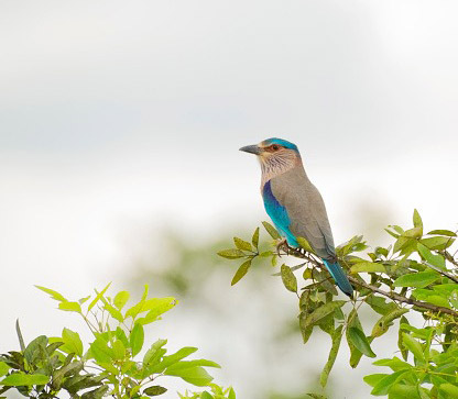 Raintree Hotel - Bundala Birds Watching Tours