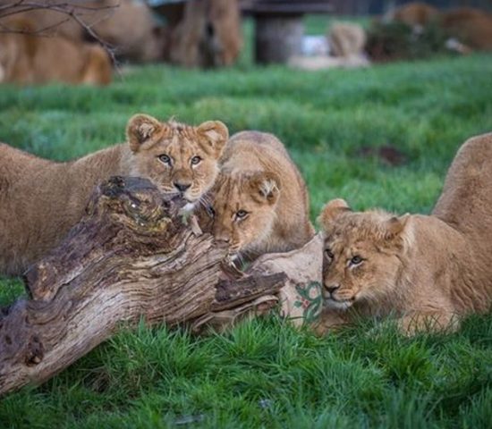 Raintree Hotel - Visis to Open Animal Zoo in Rideegama
